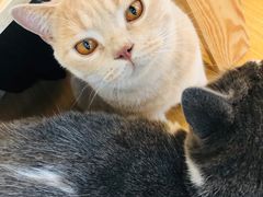 -Catmate·猫肥家润(金润铂宫店)