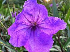 -桤木河湿地公园