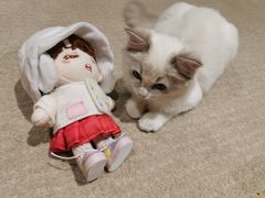 -瞄一喵猫咖(格力海岸店)