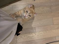 -CAT’S MEWSTAR CAFE·喵星球猫屋(晴湾咖啡店)