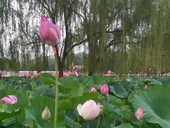 -莲花池公园