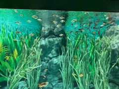 -上海海洋水族馆