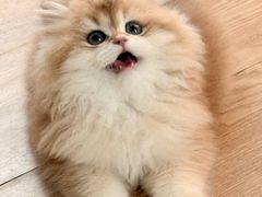 -lincat·猫舍(广州店)
