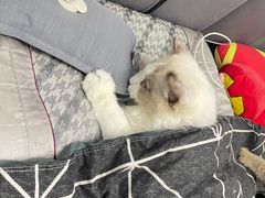 -lincat·猫舍(广州店)