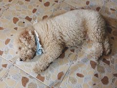 -帕帕拉兹宠物(亚洲旗舰店)