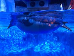 -芜湖新华联大白鲸海洋公园