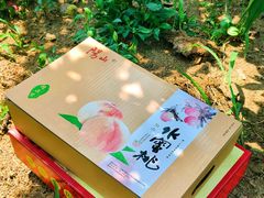 -老袁家蜜桃农场·阳山水蜜桃