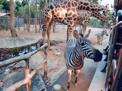 -清迈夜间动物园