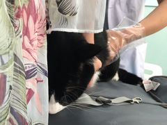 -纳吉亚猫专科动物诊疗中心(蒋宅口分院)