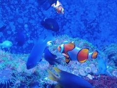 -成都浩海立方海洋公园