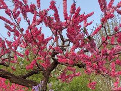 -朝阳公园游乐园