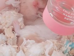 -钓仓鼠(洋桥北里小区店)