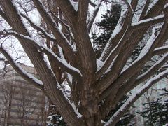 -北海道厅旧本厅舍(旧本庁舎)