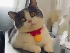 -凯特喵百思猫专科医院
