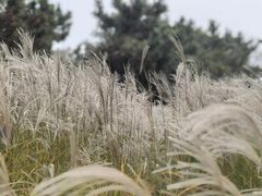 -羊亭河湿地公园