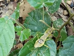 -九龙江国家森林公园