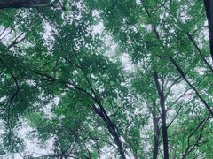 -尚庄度假村·庭台树下·户外烧烤·团建CS·轰趴营地(上庄水库店)