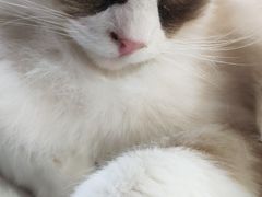 -李小姐の猫咖啡馆(五角场店)