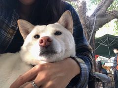 -柴犬高等学院·狗咖·柴犬售卖·宠物训练