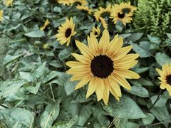 -三圣花乡旅游区