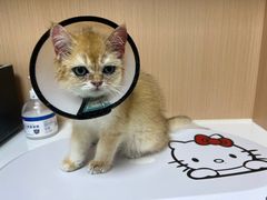 -谐和益家动物医院·免疫绝育·血液透析·宠保定点医院(高新伊藤分院)