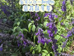 -月亮湾湿地公园