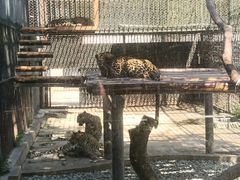 -深圳野生动物园