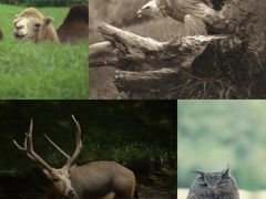 -北京野生动物园