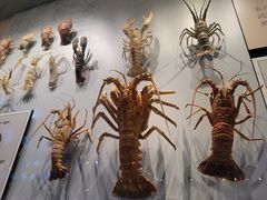 -贝林大翅鲸简餐厅(国家海洋博物馆店)