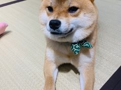 -逗柴咖啡屋·狗咖猫咖宠物桌游