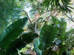-墨尔本皇家植物园