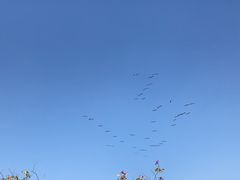 -大湾区中央湿地公园