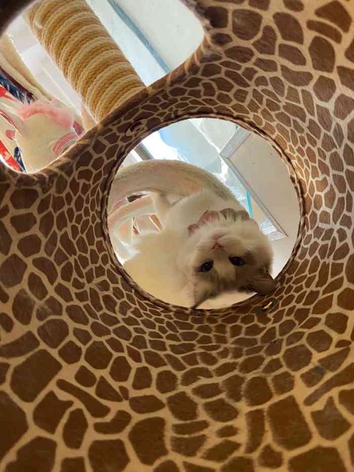 三月猫咖-"又来给我小宝贝脏脏包补充猫砂尿垫和猫粮啦.