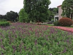 -铁山坪森林公园