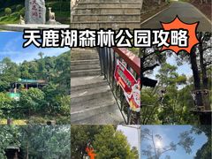-天鹿湖森林公园