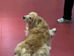 -和它·交个朋友·狗咖猫咖(爱琴海店)