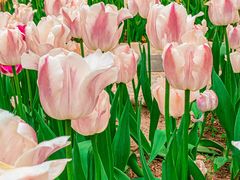 -石家庄市植物园