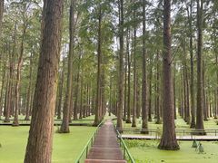 -渌洋湖湿地公园