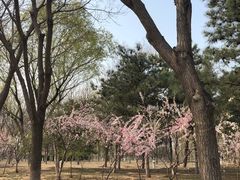 -大兴滨河森林公园