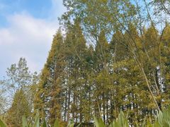 -桤木河湿地公园