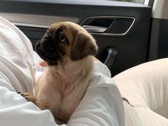 -翊宠yipet猫狗购宠庄园犬舍•猫舍