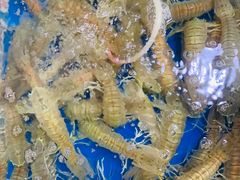 -鸿港海鲜批发市场