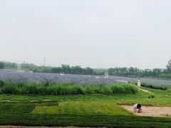 -北京东方普罗旺斯薰衣草庄园