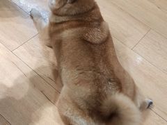 -是阿柴呀！柴犬咖啡·爱喵喵猫咖