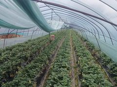 -胜丰草莓采摘园