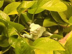 -上海大自然野生昆虫馆(东方明珠·爬宠昆虫探索中心)