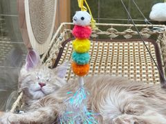 -帕帕拉兹宠物(亚洲旗舰店)