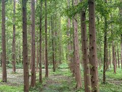 -黄海国家森林公园