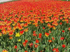 -大宁郁金香公园-停车场