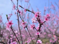 -秀丽东方